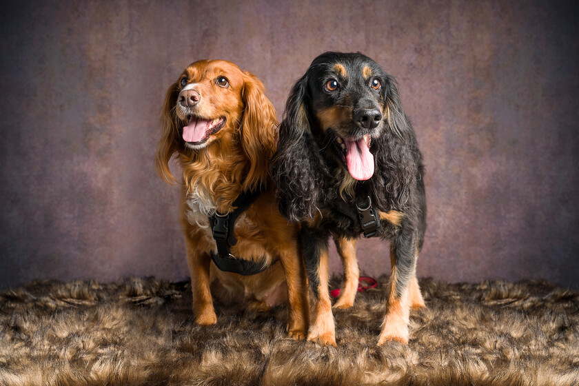 Scout-&-Jarry-0001 
 Keywords: 0606 Four Wet Paws Open Day, Scout & Jarry, prize draw