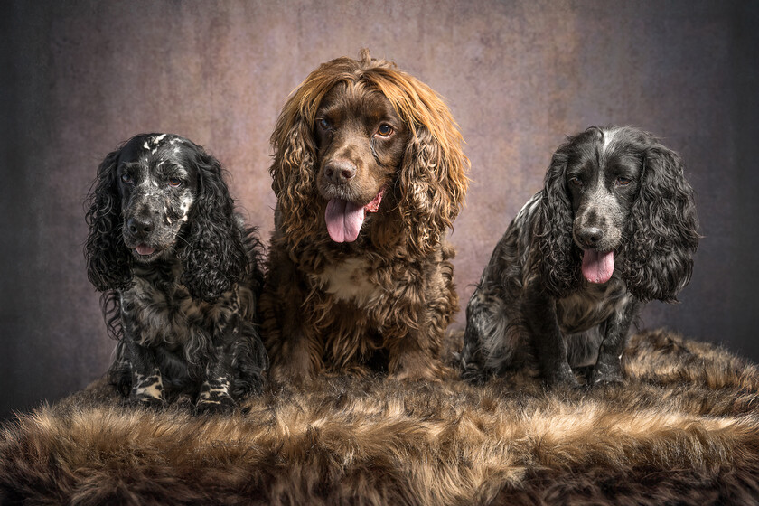 Bella,-Hugo-&-Pepper-0001 
 Keywords: 0606 Four Wet Paws Open Day, Bella, Hugo, Pepper, prize draw